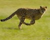 Mon site WordPress est lent: quel impact et que faire? Fast, Faster, Cheetah...